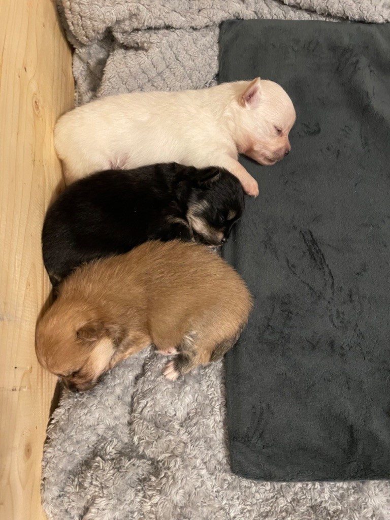 chiot Spitz allemand Du Royaume Des Perles Précieuses